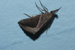 Hypena subidalis