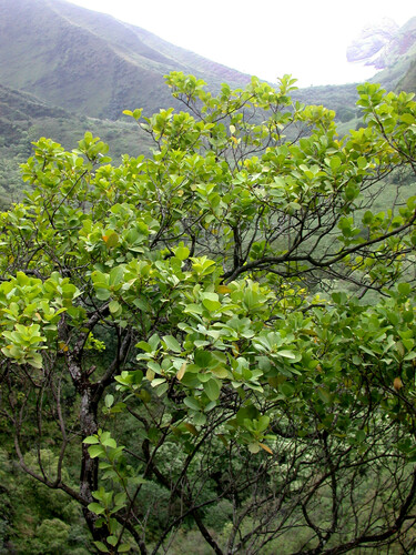 Santalum ellipticum observed 2005-04-02