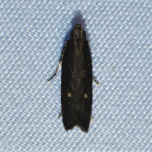 Eye-ringed Chionodes Moth and Allies photo 4