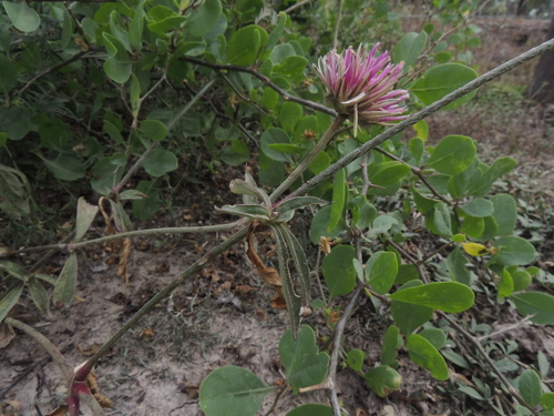 Image of Gomphrena pulchella by (c) Tomás Tamagno, some rights reserved (CC BY)