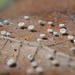 Lachnum gaultheriae - Photo (c) Dean Lyons,  זכויות יוצרים חלקיות (CC BY-NC), הועלה על ידי Dean Lyons