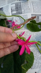Ipomoea repanda