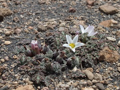 Nototriche rugosa