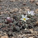 Nototriche rugosa - Photo (c) Alexander Görlt, some rights reserved (CC BY-NC), uploaded by Alexander Görlt