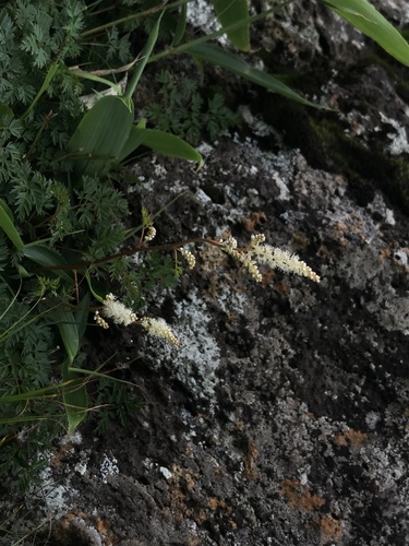 Aruncus dioicus f. tomentosus iNat (2)