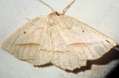 Euchlaena irraria