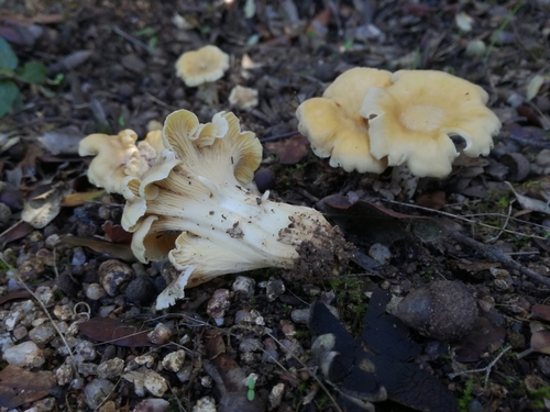 Cantharellus alborufescens — (c) Davide Puddu, some rights reserved (CC BY)