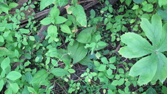 Cypripedium parviflorum