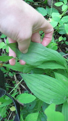 Cypripedium parviflorum