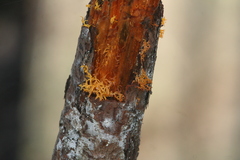 Calocera furcata