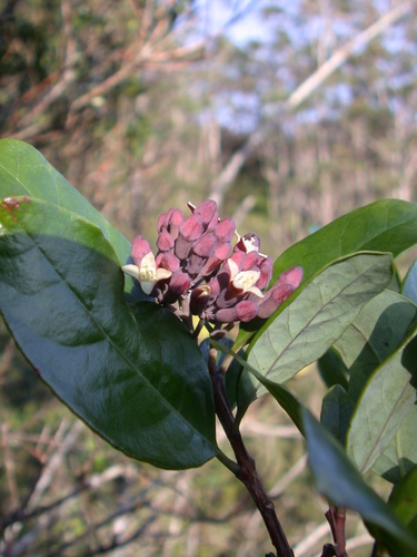 Santalum haleakalae var. lanaiense