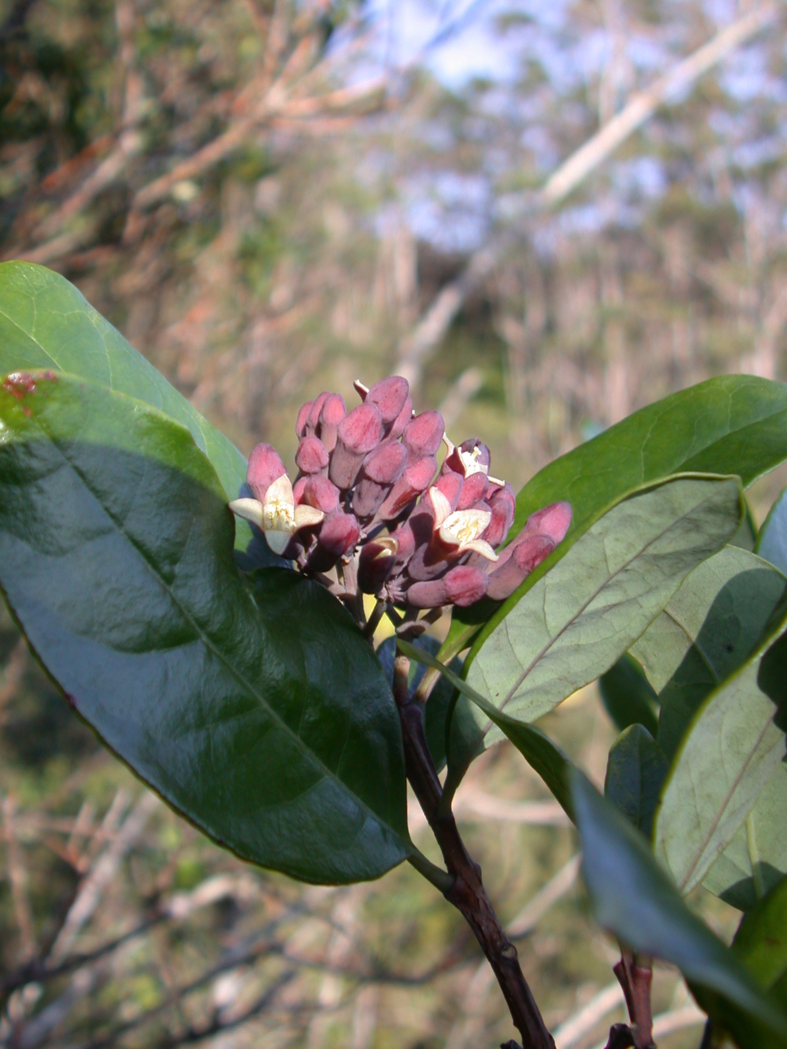 Santalum haleakalae var. lanaiense