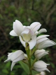 Govenia liliacea