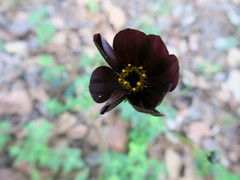 Cosmos atrosanguineus