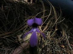 Pinguicula macrophylla