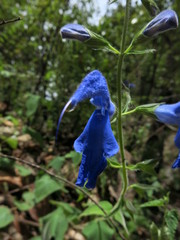 Salvia patens