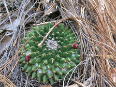 Mammillaria orcuttii
