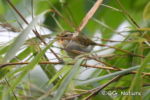 Kloss's Leaf Warbler (Phylloscopus ogilviegranti), photo 6