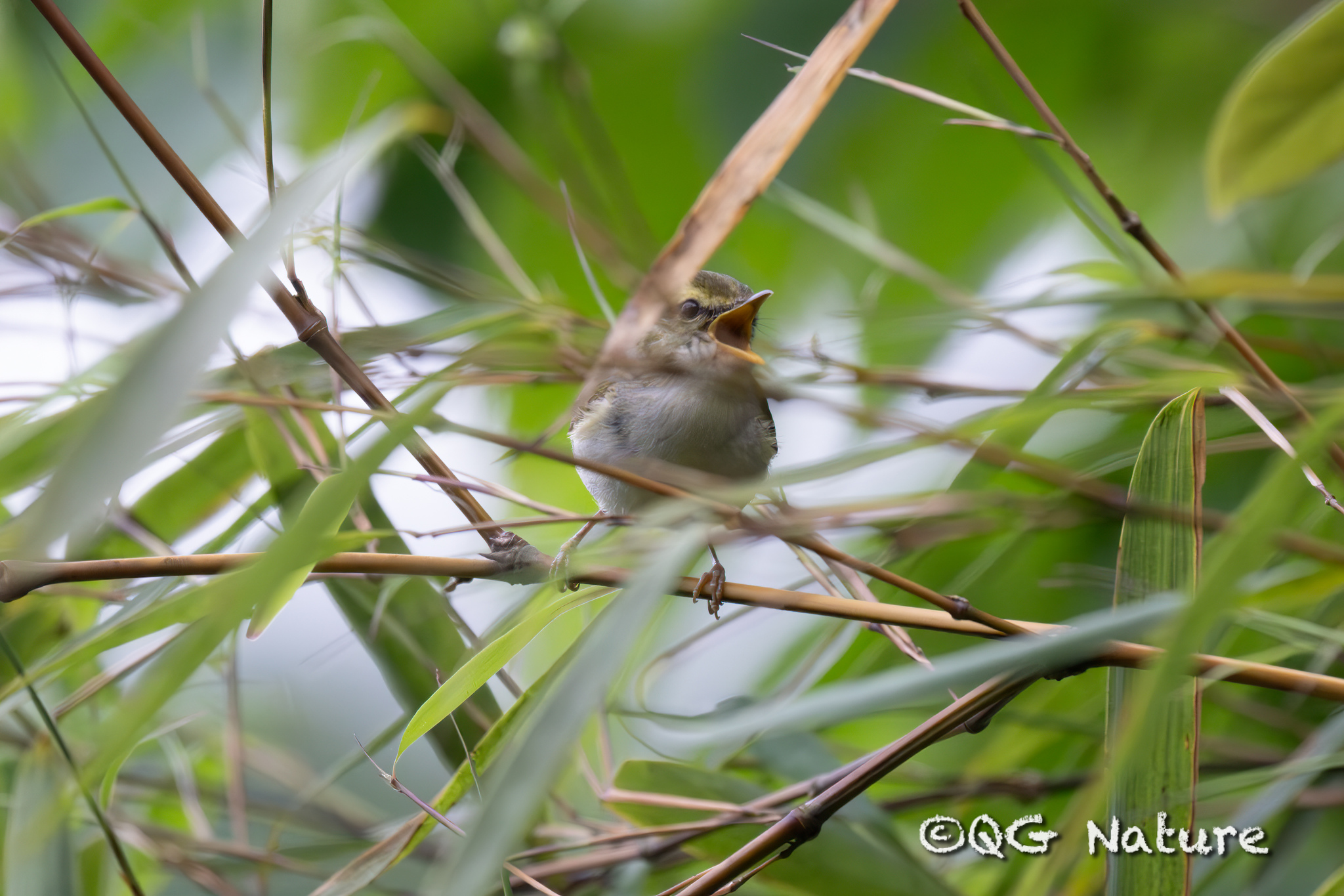 Kloss's Leaf Warbler