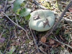 Russula virescens image