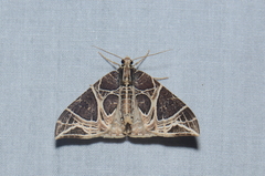 Ecliptopera rectilinea