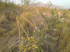 Aztecaster pyramidatus