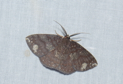 Astygisa metaspila
