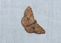 Heterostegane subtessellata