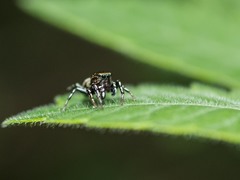 Heliophanus tribulosus