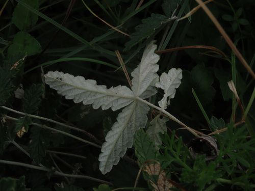 Potentilla discolor, photograph 2