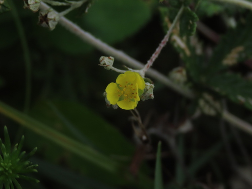 Potentilla discolor, photograph 3