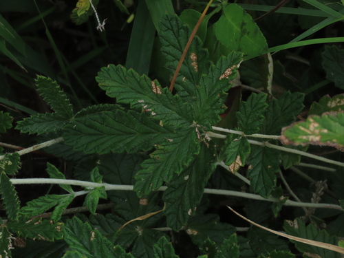 Image of Potentilla discolor by (c) chiuluan, some rights reserved (CC BY)