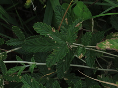 Potentilla discolor, photograph (c) chiuluan, some rights reserved (CC BY)