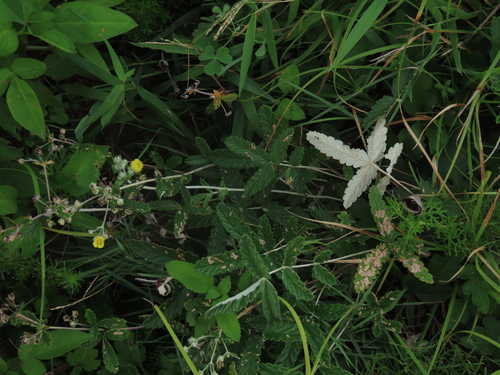 Discolor cinquefoil (Potentilla discolor)