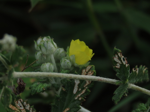 Potentilla discolor, photograph 4