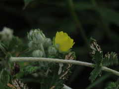 Potentilla discolor, photograph (c) chiuluan, some rights reserved (CC BY)