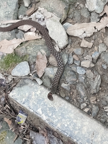 Taiwan Keelback