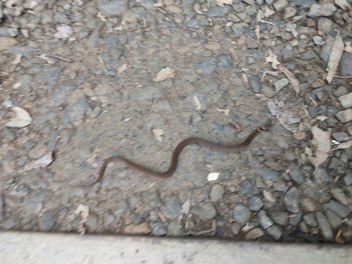 Taiwan Keelback