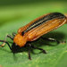 Locust Leaf-miner Beetle - Photo (c) Katja Schulz, some rights reserved (CC BY)