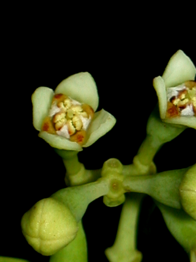 Santalum insulare