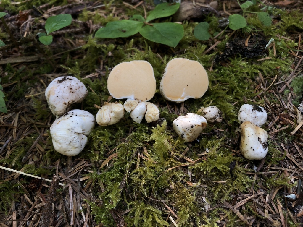 Russula idahoensis