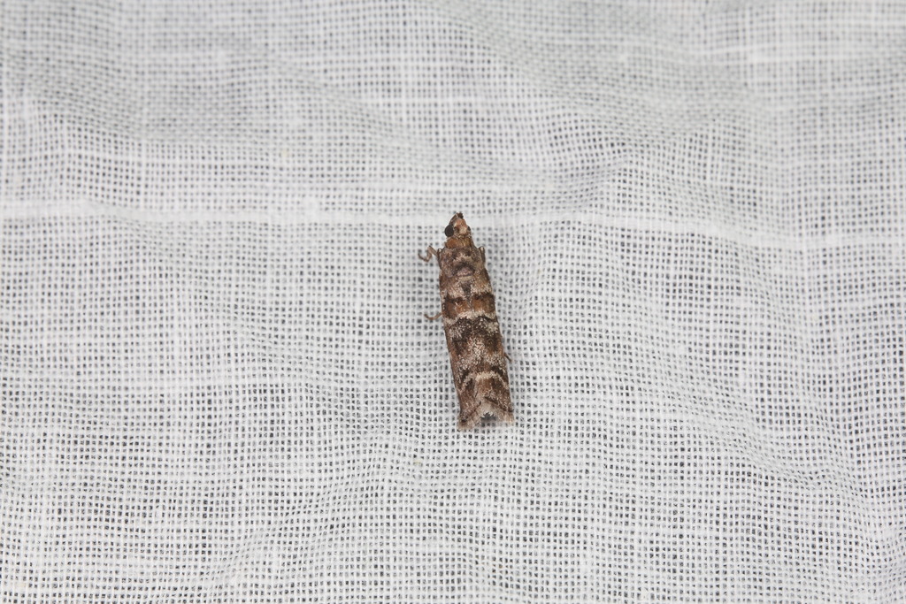 Conifer Coneworm Moths from 中国北京市海淀区 on July 2, 2023 at 12:19 AM by 管牧山 ...
