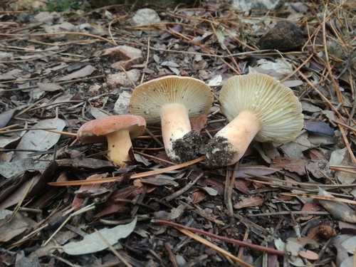 Representative image of Lactifluus rugatus