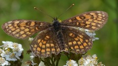 Melitaea athalia