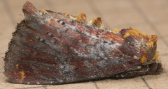 Achatodes zeae