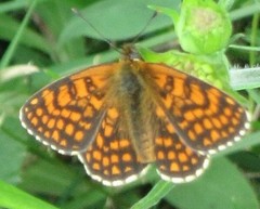 Melitaea athalia