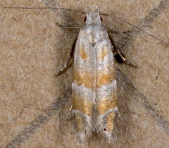 Battaristis vittella