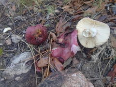 Russula seperina