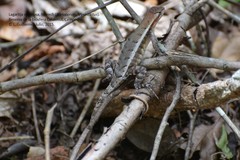 Sceloporus chrysostictus
