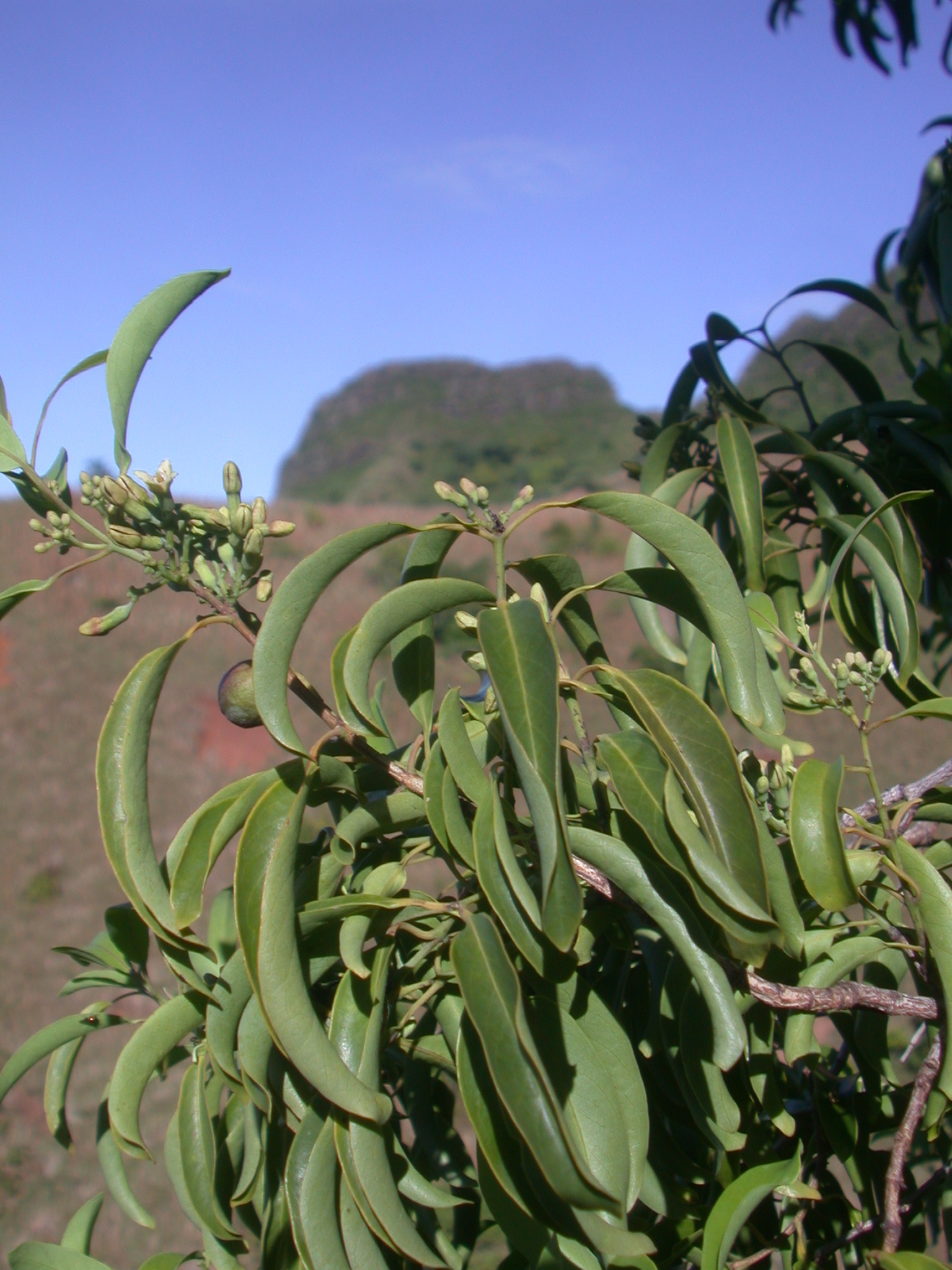 Santalum involutum